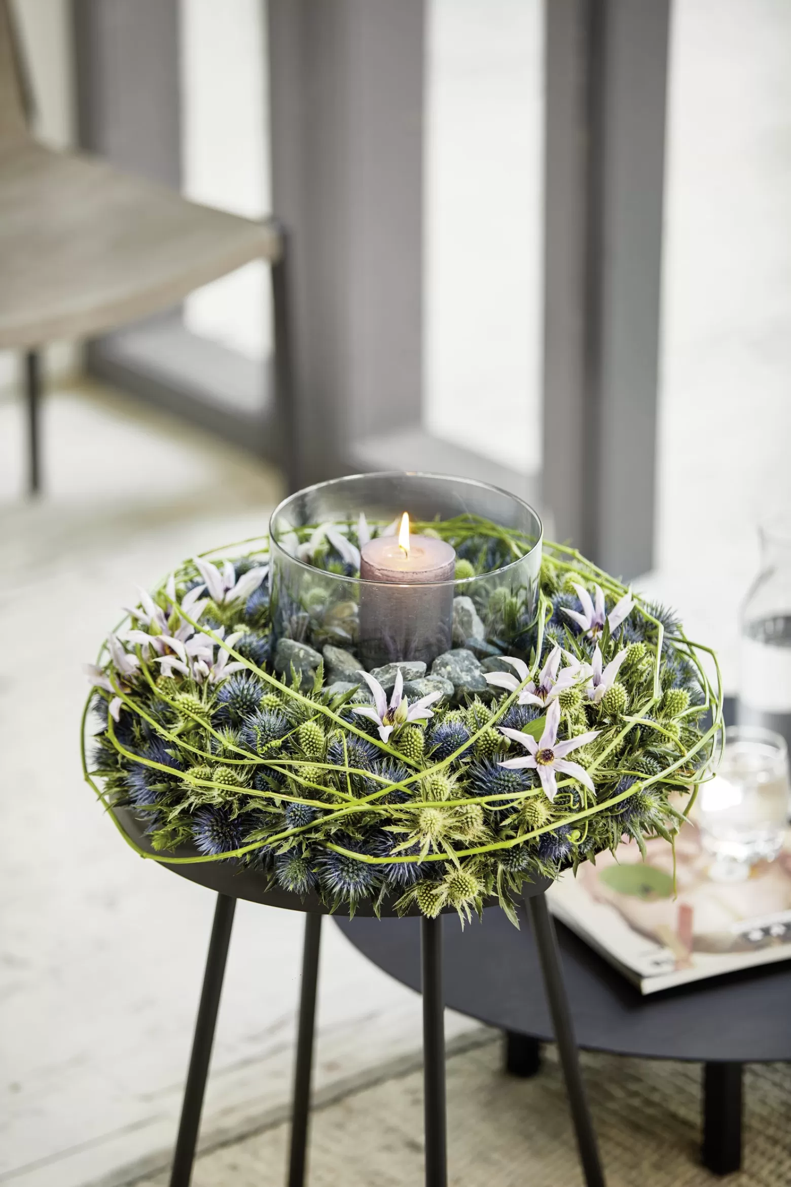 Eryngium Questar® Marginpar